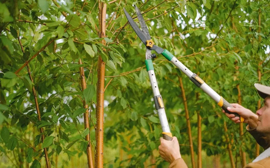 Top 10 Tree Services in Irvine and Surrounding Areas